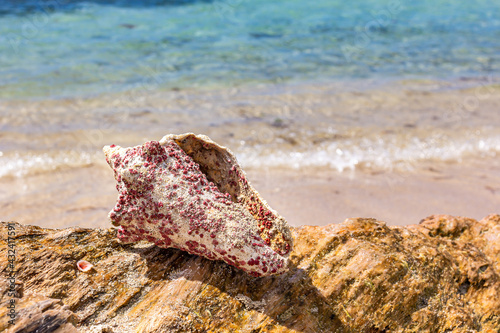 Sea shell on a rock with the blue water of the sea in background.