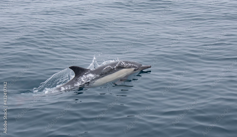 Fototapeta premium Common Dolphin surfacing out of the Pacific Ocean