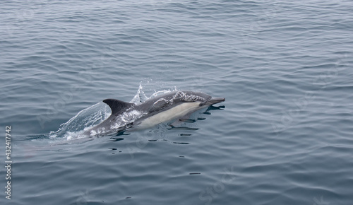 Common Dolphin surfacing out of the Pacific Ocean