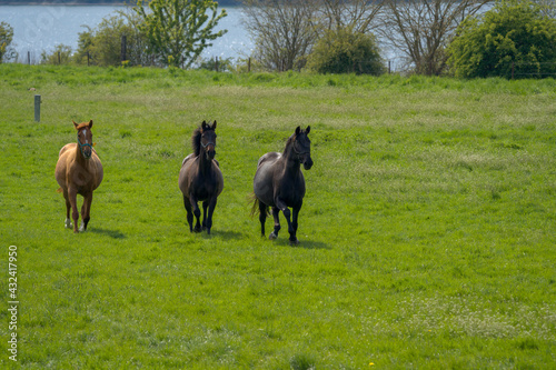 horses in the field © LDC