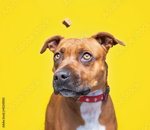 studio shot of a cute dog on an isolated background