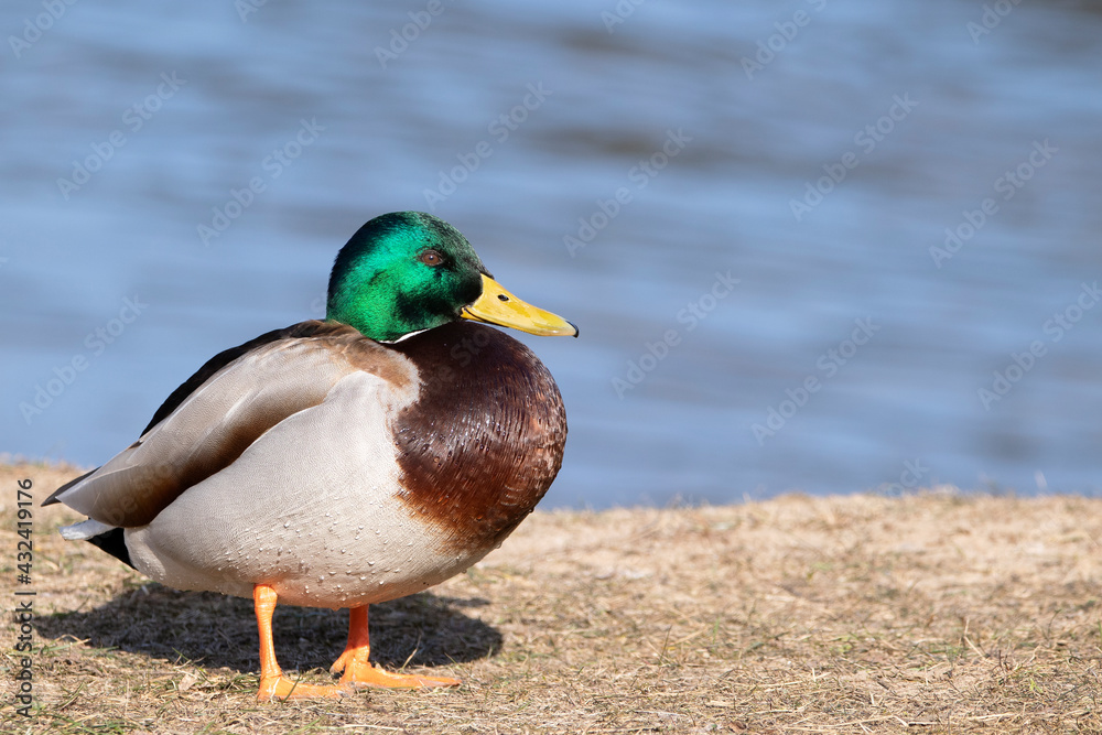 mallard mallard