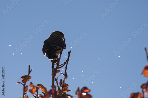 Carancho, a scavenger bird waiting for its meal on the Patagonian coast. photo