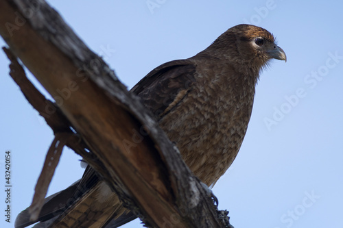 Carancho observing around him from the heights. Patagonia  South America.