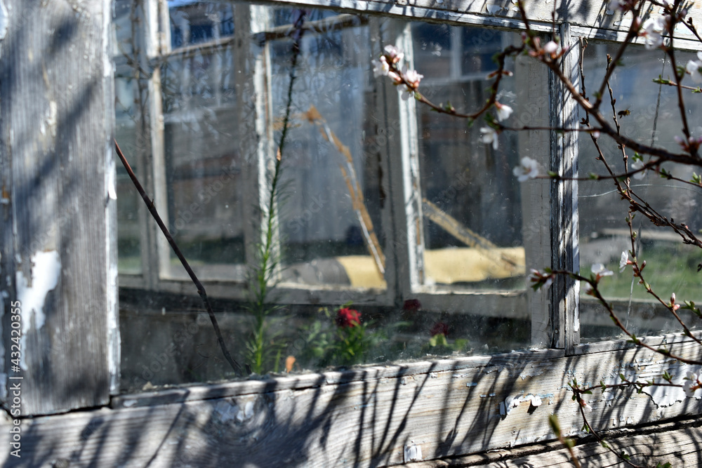 An old greenhouse of rotten windows with cracked paint An old greenhouse of rotten windows with cracked paint