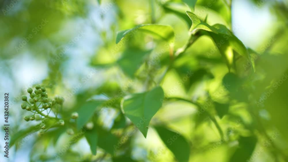 Beautiful green vibrant natural video bokeh 4k abstract background. Green spring leaves of trees and soft sunrise or sunset sunlight transparenting through branches mowing in strong blowing wind Beautiful green vibrant natural video bokeh 4k abstract background. Green spring leaves of trees and soft sunrise or sunset sunlight transparenting through branches mowing in strong blowing wind
