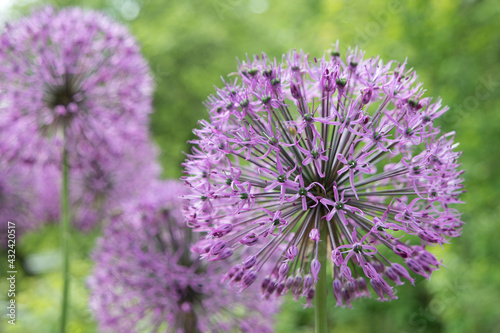 several blooming ornamental onions   Allium suworowii  .