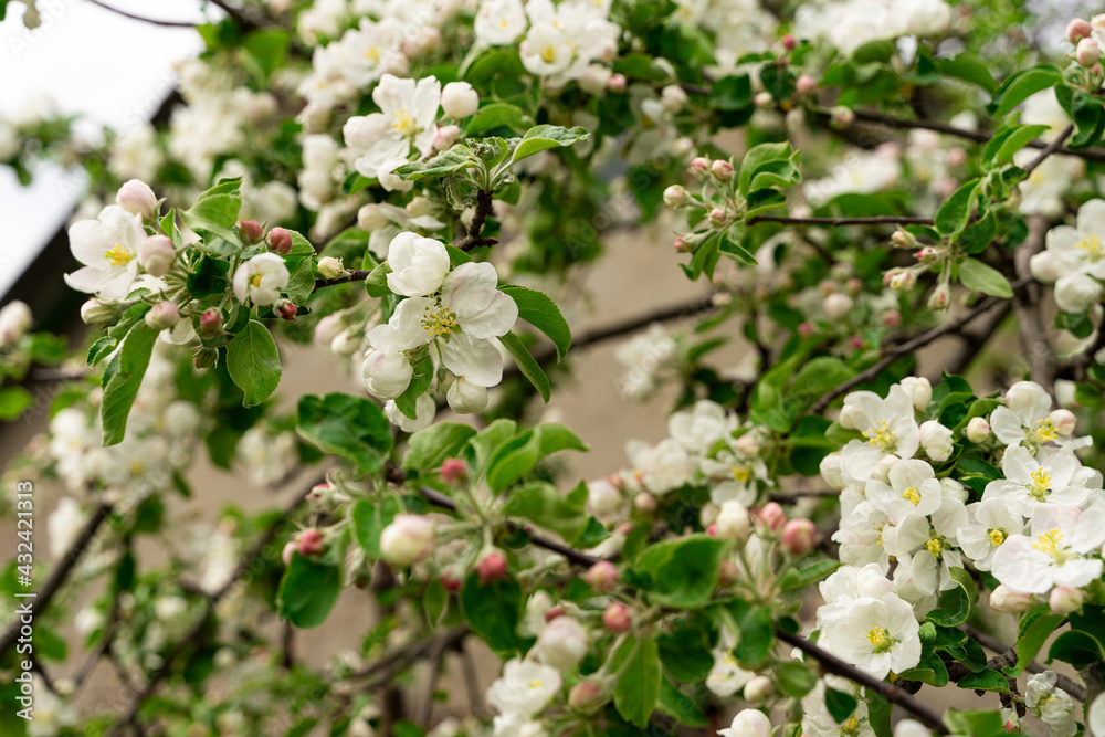 Lots of flowers on the early apple tree, apple blossoms Lots of flowers on the early apple tree, apple blossoms