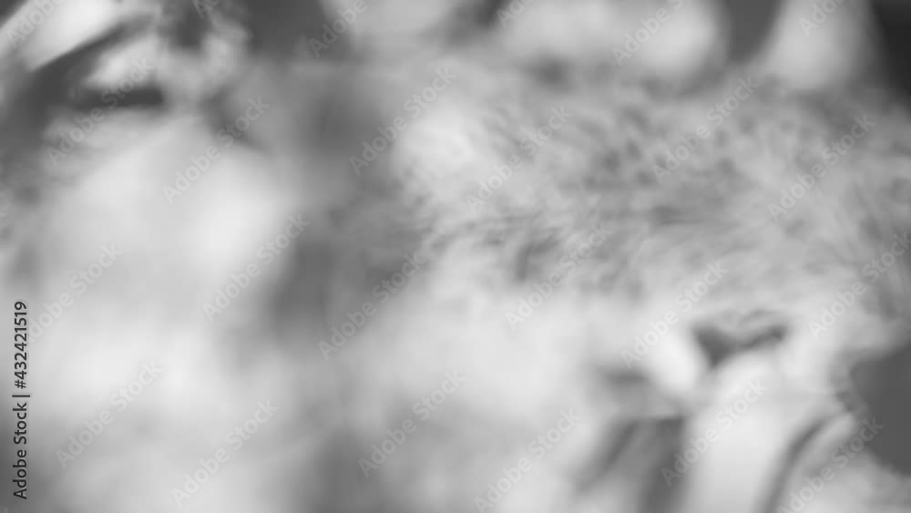 Blurry abstract natural floral bokeh filtered in vintage black and white colors. 4k organic video background