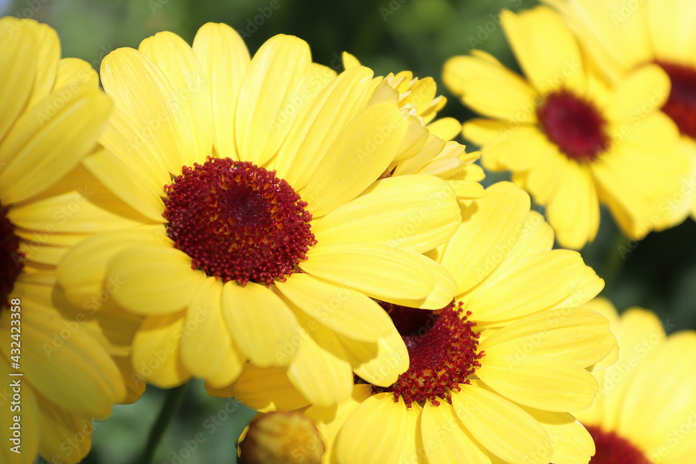 Background of a yellow argyranthemum flower centers Background of a yellow argyranthemum flower centers