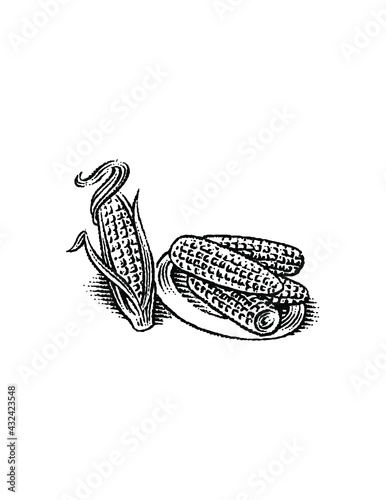 corn and corn cobs