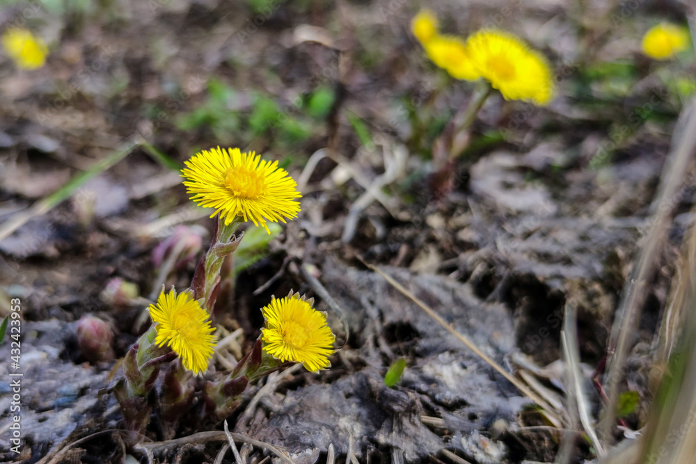 Close-up view of yellow coltsfoot (Tussilago farfara) flowers. Copy space for your text. Selective focus. First spring flowers theme. Close-up view of yellow coltsfoot (Tussilago farfara) flowers. Copy space for your text. Selective focus. First spring flowers theme.