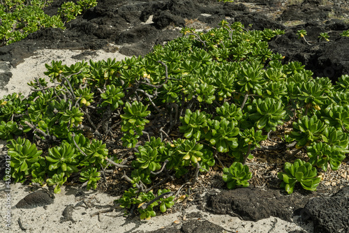 Wildflowers at Kaiwi Shoreline Trail, Oahu, Hawaii. 
Verbesina encelioides， golden crownbeard,  gold weed, wild sunflower,  cowpen daisy, butter daisy, crown-beard, American dogweed photo