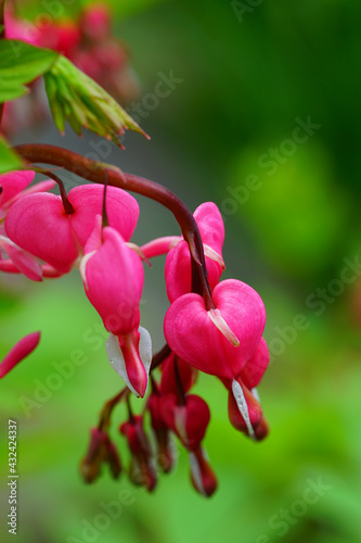 Heart-shaped pink and white flowers of dicentra spectabilis bleeding heart