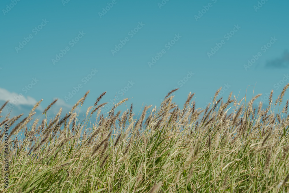  African foxtail grass at Kaiwi Shoreline Trail Kaloko Beach, East Honolulu coast, Oahu, Hawaii. Cenchrus ciliaris.  dhaman grass, anjan grass, koluk katai and buffelgrass.
