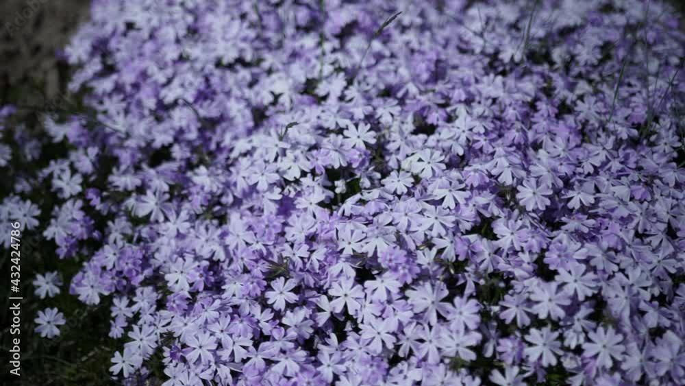background of lavender background of lavender