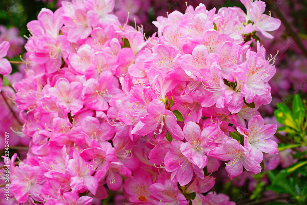 Pink azalea flower bush in the spring garden