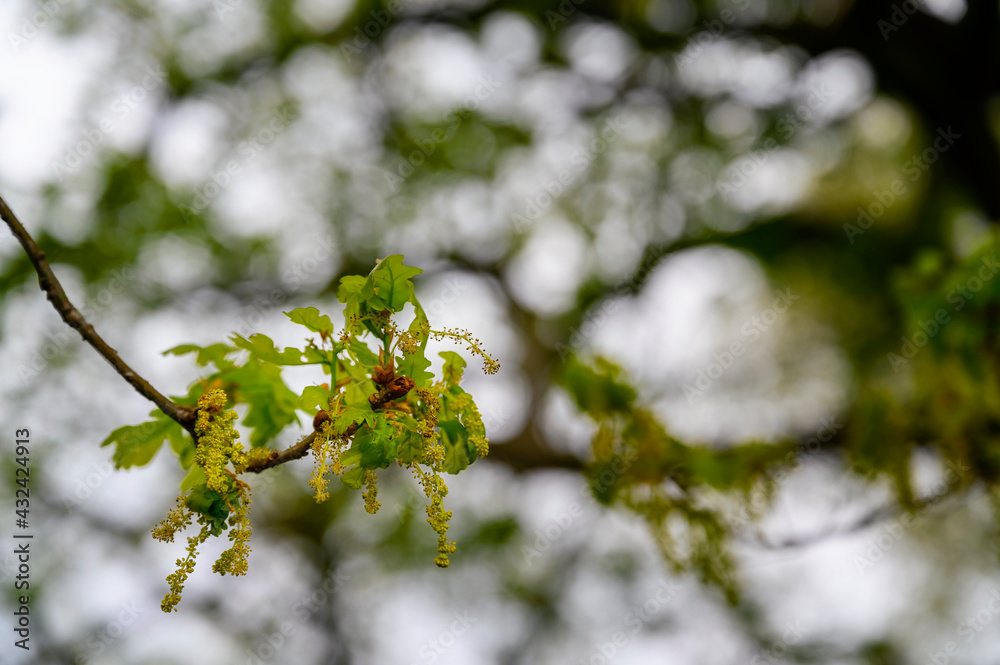 Oak flowers on a twig with lush green leaves.