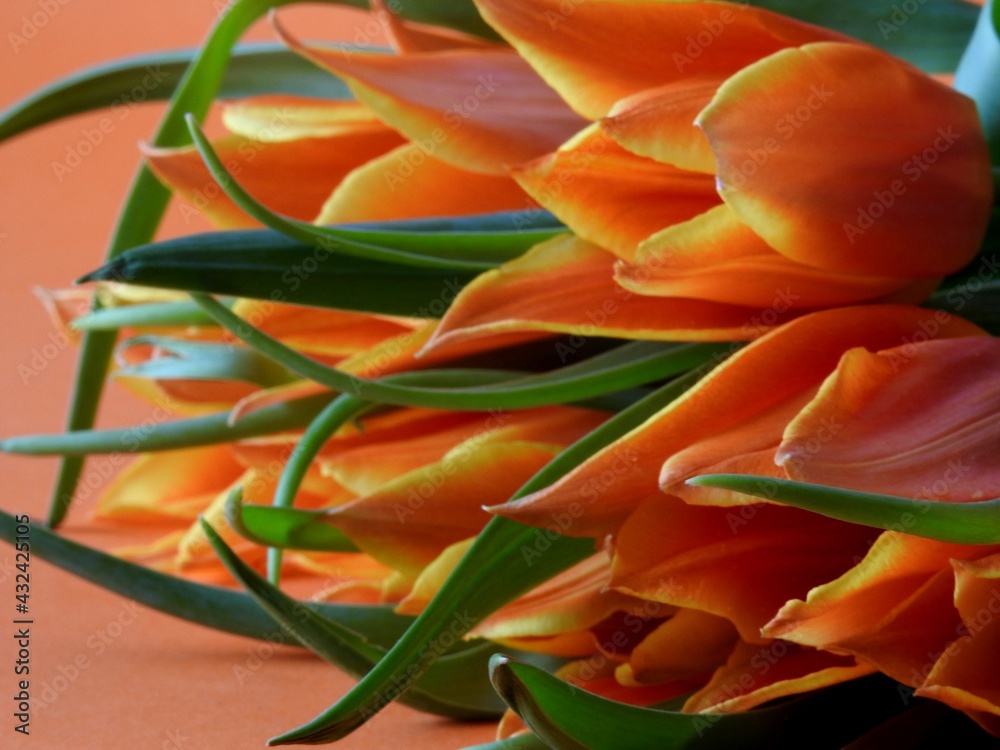 Obraz premium Tulipany 