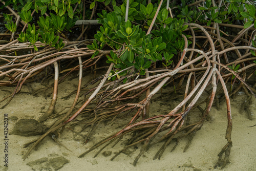 Rhizophora mangle, red mangrove at Kaiwi Shoreline Trail, East Honolulu coast, Oahu, Hawaii.  © youli