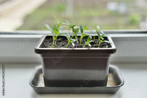 Growing sweet bell peppers on a windowsill