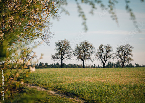 Frühling in Krenglbach