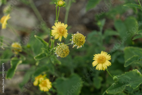 Verbesina encelioides，Wildflowers at Kaiwi Shoreline Trail Kaloko Beach, East Honolulu coast, Oahu, Hawaii.   golden crownbeard,[3] gold weed, wild sunflower,[4] cowpen daisy, butter daisy
