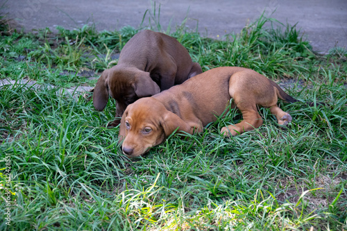 young dogs playing in grass