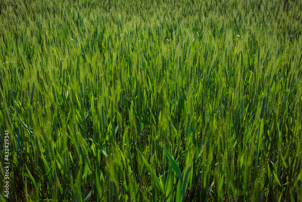 Field with green sprouted wheat. Future grain crop. Sunny weather for growing plants. Production of hybrid plants.