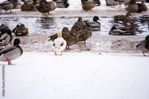 stado dzikich kaczek na częściowo zamarzniętym jeziorze, kaczka albinos