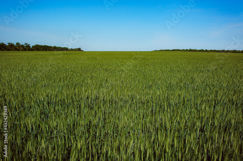 Field with green sprouted wheat. Future grain crop. Sunny weather for growing plants. Production of hybrid plants.