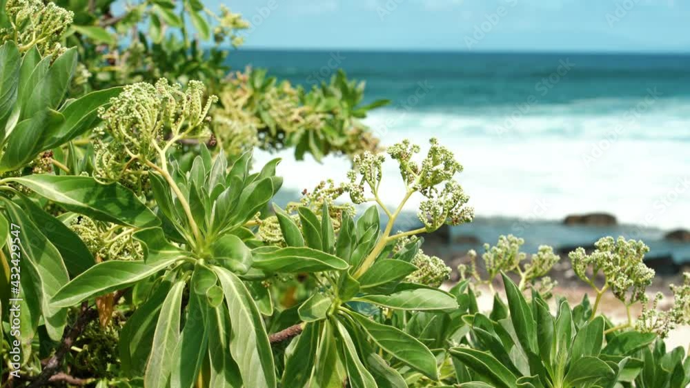 Heliotropium arboreum at Kaiwi Shoreline Trail Kaloko Beach, East Honolulu coast, Oahu, Hawaii