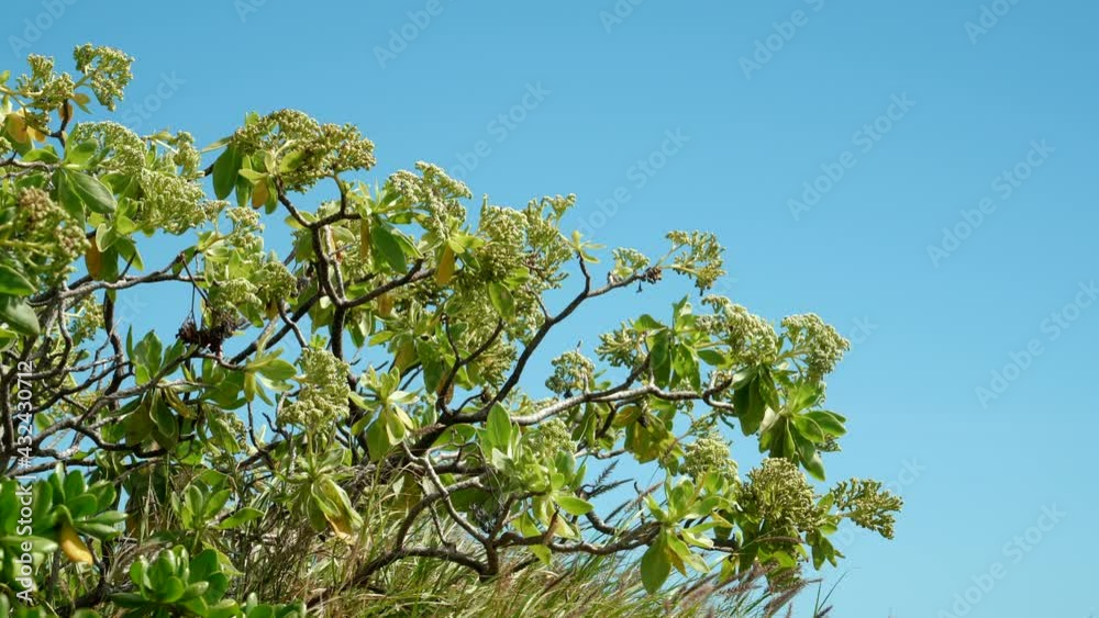 Vidéo Stock Heliotropium arboreum at Kaiwi Shoreline Trail Kaloko Beach, East Honolulu coast