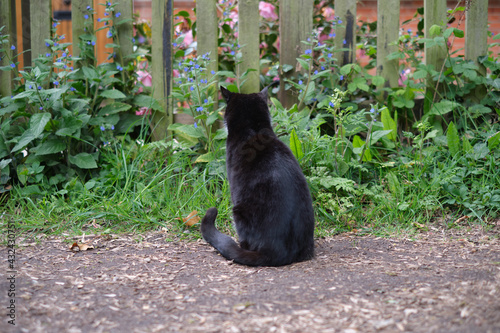 A black cat sitting in front of wooden fence in the garden. Back view.