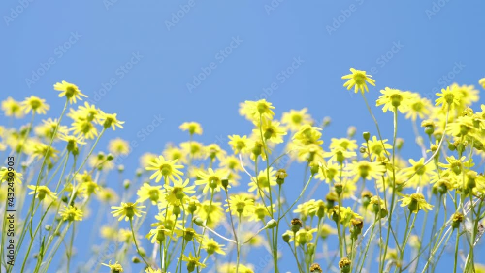 春を迎えた道端の黄色い花