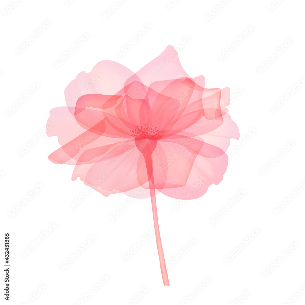 Pink transparent rose, X-ray of rose flower, delicate flower bud, petals and pistils and rose petals, hand-drawn digital spring flowers Botanical flower structure drawing, isolated on white background Pink transparent rose, X-ray of rose flower, delicate flower bud, petals and pistils and rose petals, hand-drawn digital spring flowers Botanical flower structure drawing, isolated on white background