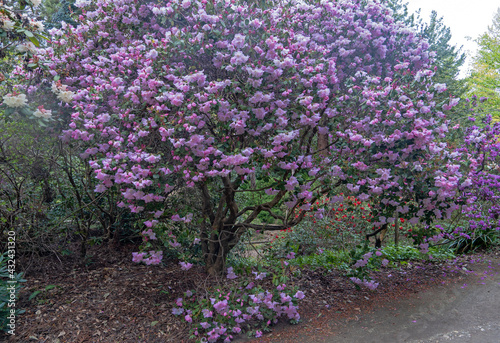 Bl  hende Rhododendren im Forstbotanischen Garten K  ln