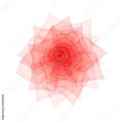 Pink transparent rose  X-ray of rose flower  delicate flower bud  petals and pistils and rose petals  hand-drawn digital spring flowers Botanical flower structure drawing  isolated on white background