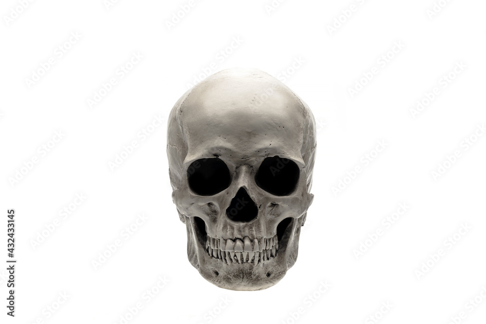 Natural human skull isolated on white background with clipping path Natural human skull isolated on white background with clipping path