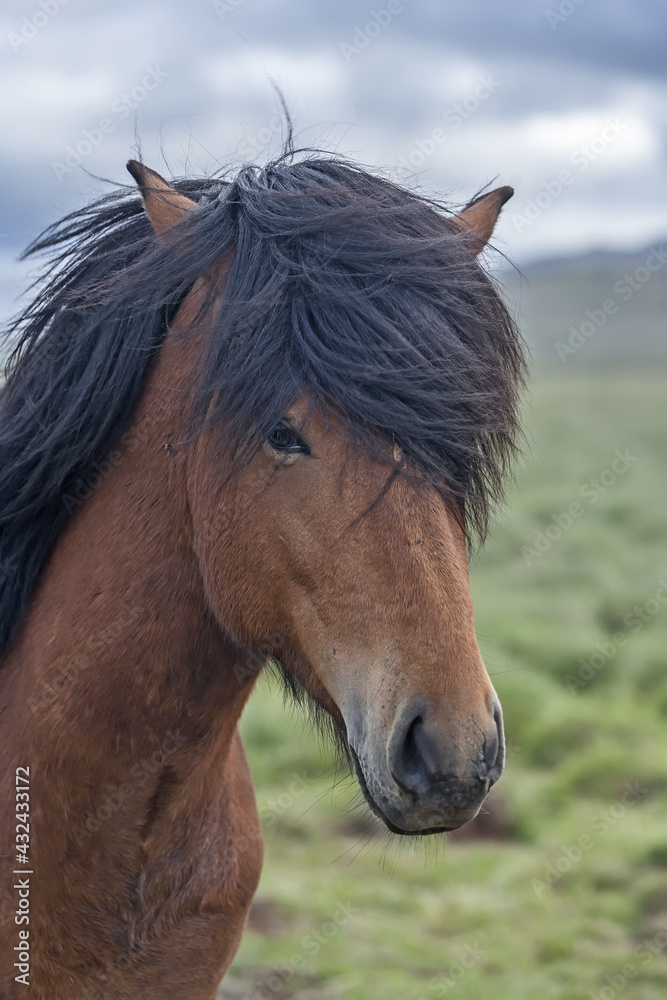 Icelandic horse with brown hide and dark mane looking straight to the camera. Icelandic horse with brown hide and dark mane looking straight to the camera.