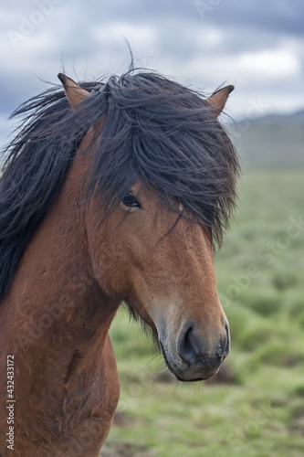 Icelandic horse with brown hide and dark mane looking straight to the camera.
