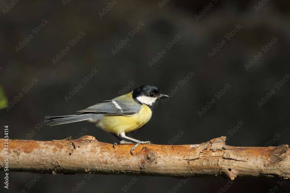 Great tit perched Great tit perched