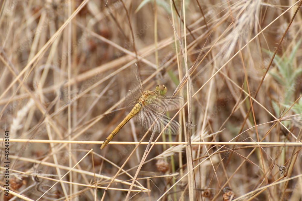 Fototapeta premium dragonflies