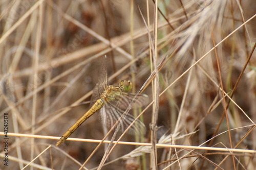 dragonflies © joo