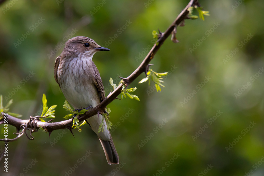 Obraz premium flycatcher on the branch