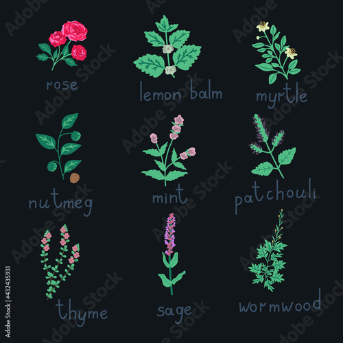 Essential oil plants