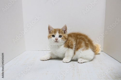 white persian cat