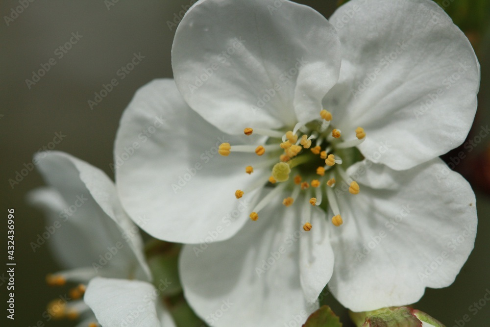 closeup of beautiful apple blossoms in spring closeup of beautiful apple blossoms in spring