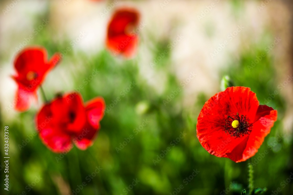 Coquelicots Coquelicots