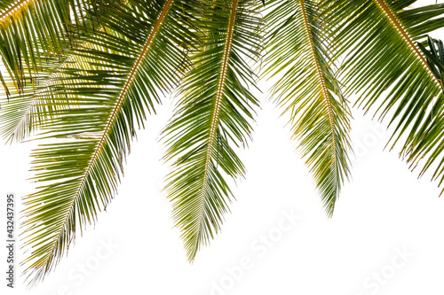 Green tropical palm leaf Tropical fresh coconut palm leaves frame isolated on white background